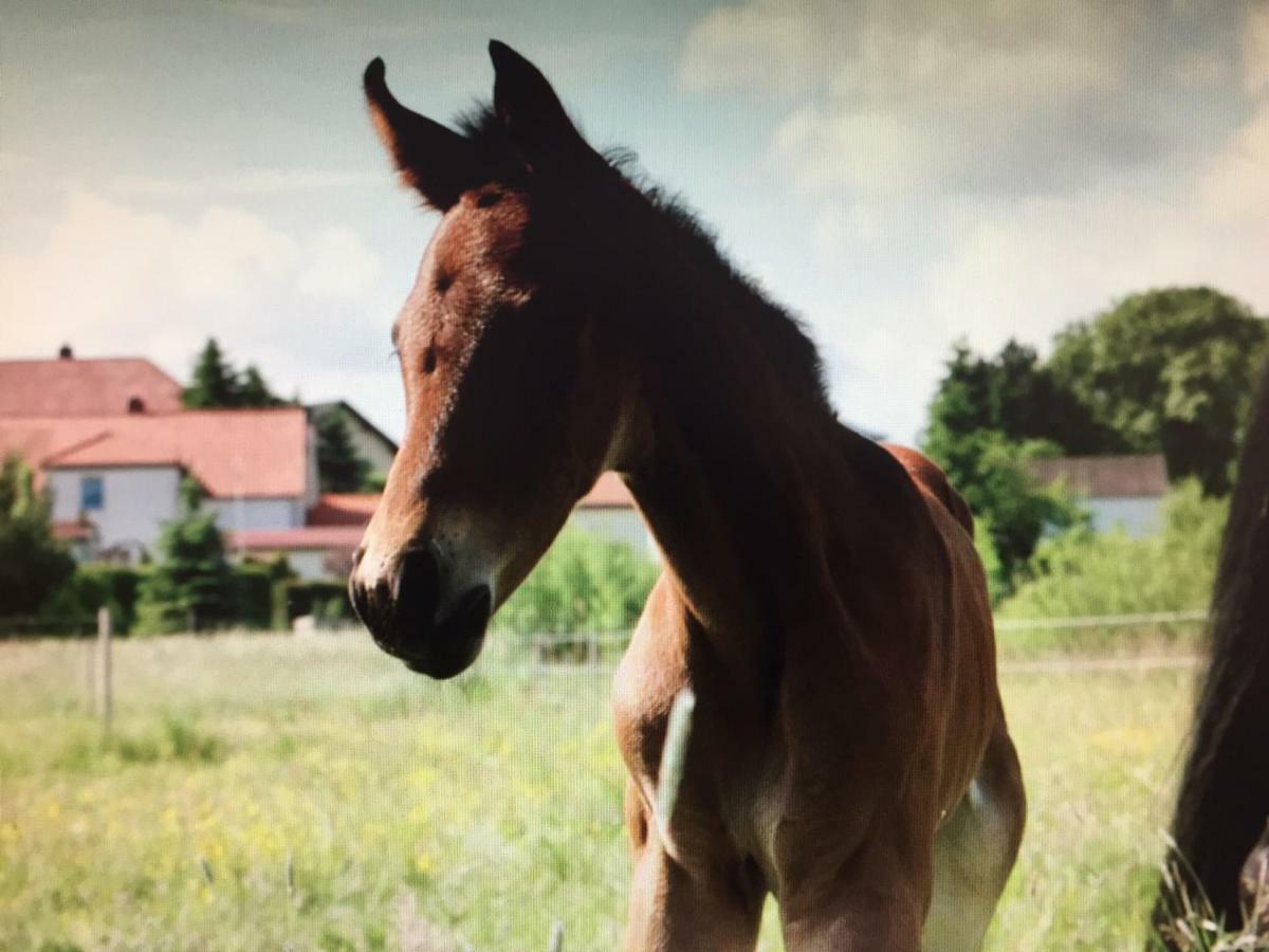 Gut Fischer Pomssen Bagian luar foto